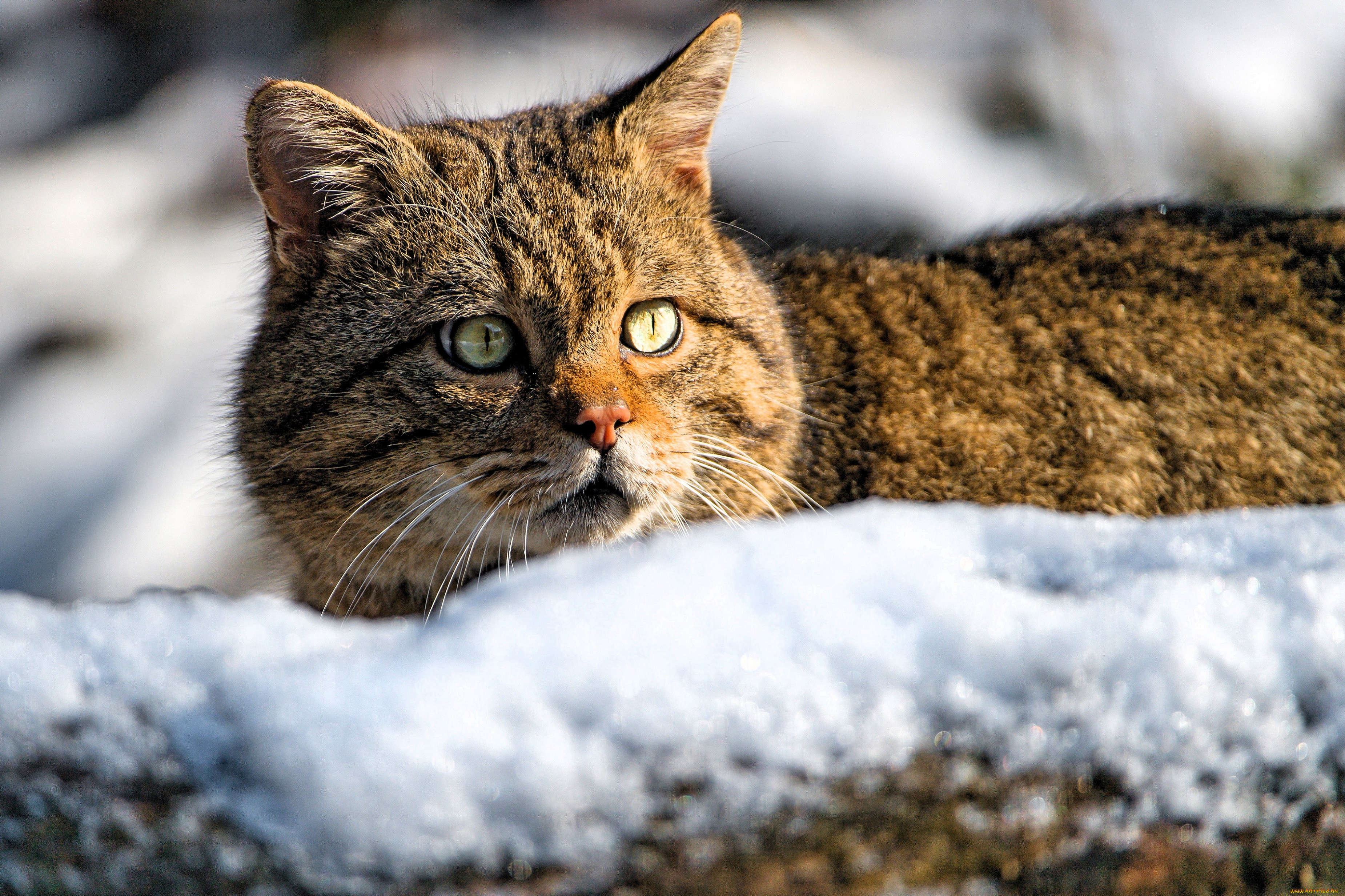 ��������, ����� �����, ���, ����, ����